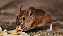 24 Hour & Emergency Exterminators in Marion Jct, AL